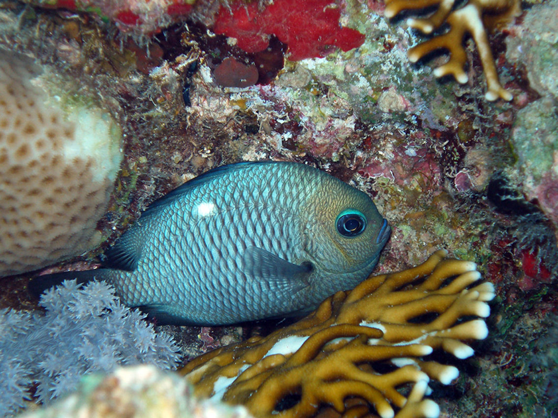 Dascyllus trimaculatus (Damigella domino)